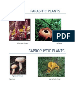 Parasitic Plants: Allotropa Virgata Rafflesia