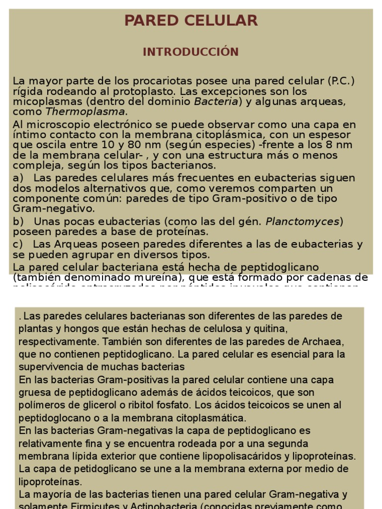 Estructura de la Pared Celular Bacteriana | PDF | Bacterias Gram ...