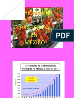 Agricultura Protegida Tomate 1