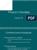 Chordata