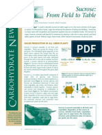 Sucrose - From Field To Table