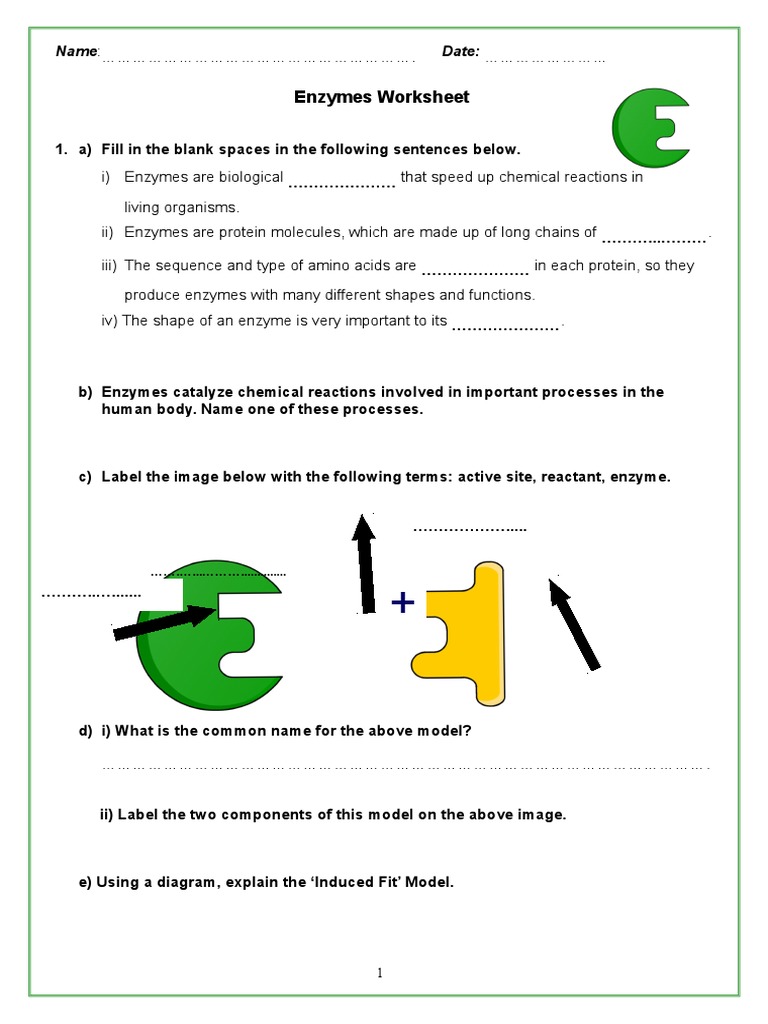 Enzymes Worksheet for Grade 9 Students | PDF | Science & Mathematics