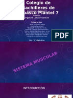 Sistema Muscular