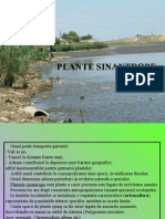 L.P. 5 Plante Sinantrope 2014