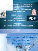 Anatomía del sistema digestivo en rumiantes