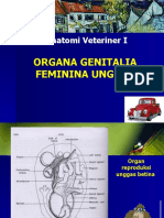 Organa Genitalia Feminina Unggas