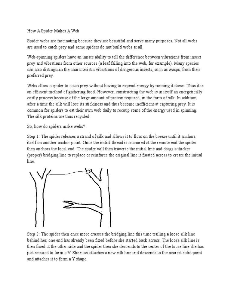How Spiders Construct Their Webs | PDF | Spider Web | Chelicerates