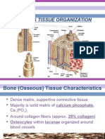 2 Osseous Tissue Organization