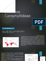 Subclase Carophyllideae
