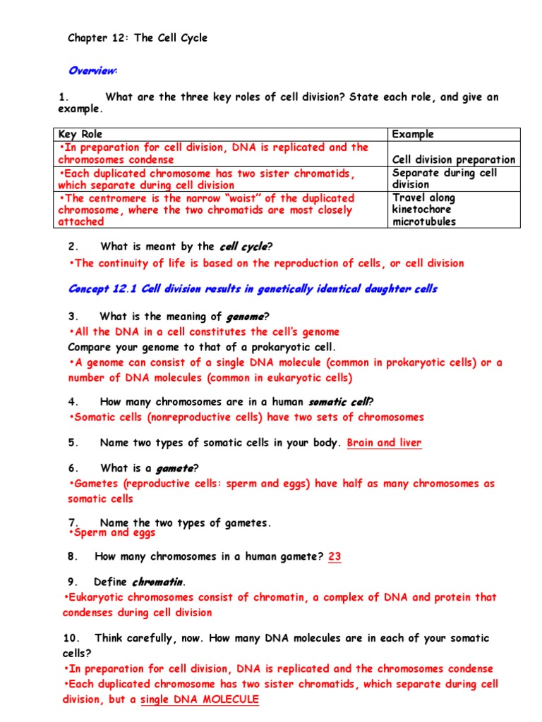 Worksheets Cell Cycle And Mitosis Worksheet Answer Key ap biology reading guide chapter 12 mitosis cell cycle