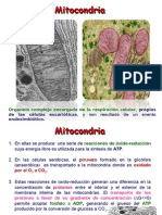 7 Biocel Mitocondria