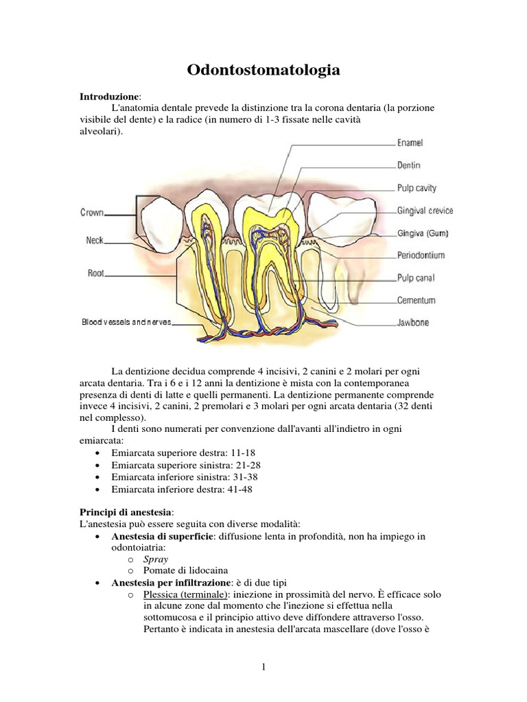 Odontostomatologia | PDF, image size:768x1024