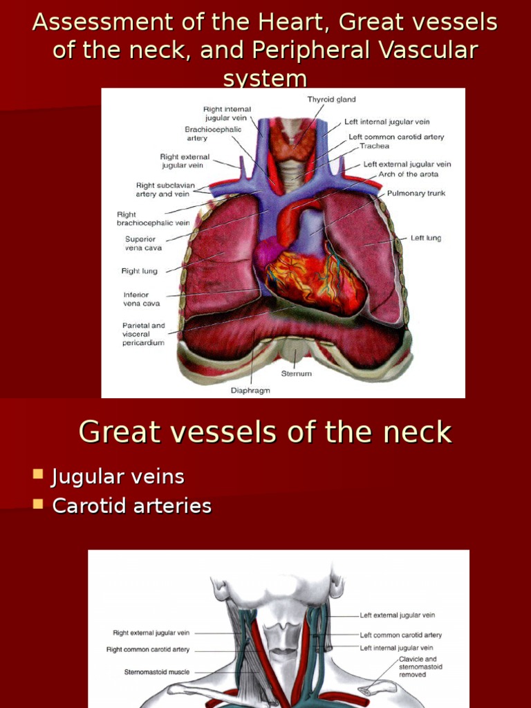 Lecture 2-Cardiovascular Assessment | PDF | Cardiovascular Diseases ...