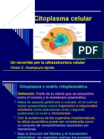 Citoplasma Celular 2008