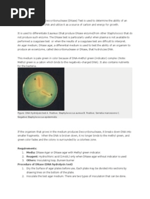 DNA Hydrolysis Test or Deoxyribonuclease