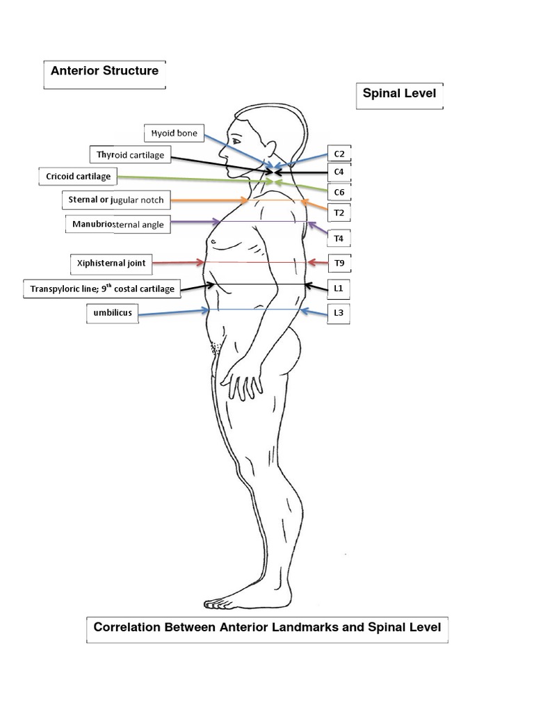 Anterior Landmarks and Spinal Levels | PDF
