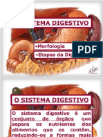 O Sistema Digestivo - Morfologia e Etapas Da Digestão