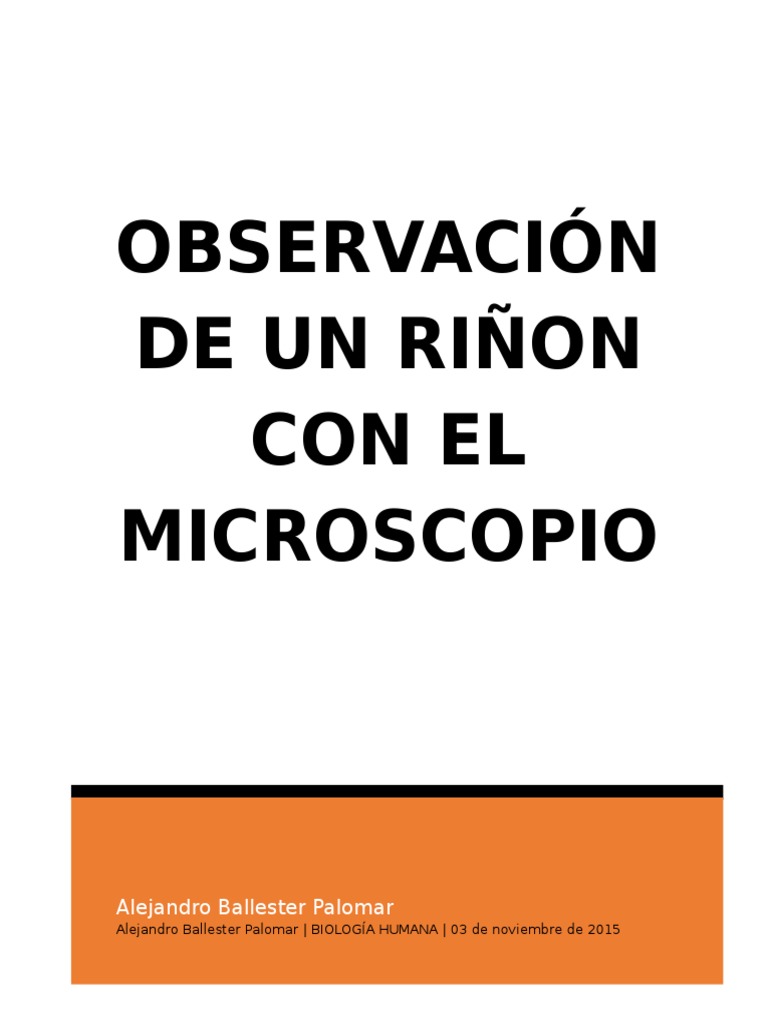 Observación de riñón y leucemia al microscopio | PDF | Leucemia | Sangre