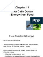 Dr. Dono Chapter 13 - How Cells Obtain Energy