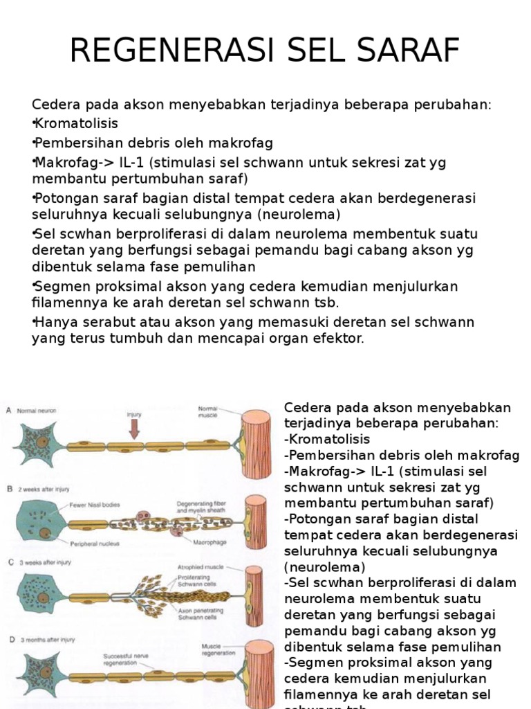 Regenerasi Sel Saraf