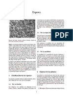 Clasificación y tipos de esporas en biología