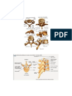Diagramas Anatómicos de La Columna Vertebral y La Espalda Fer