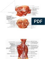 Musculos