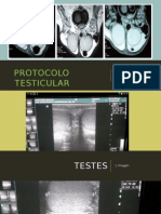 protocolo testicular