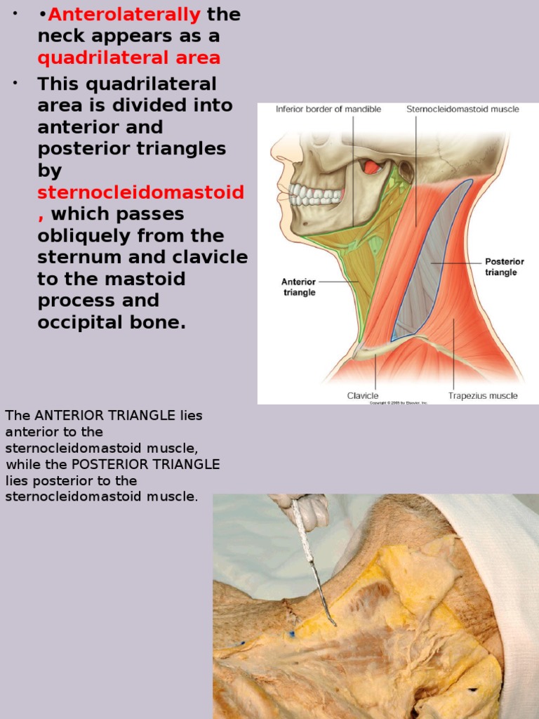 Triangles of The Neck PDF Common Carotid Artery Neck