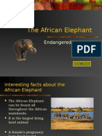 The African Elephant: Endangered in The Wild