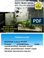 Pembenihan Ikan Black Molly