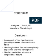 Sbcm Cerebrum