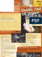 Ducks Out of Water (VIVA USA)