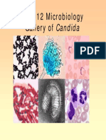 candida.pdf