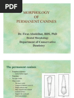 Morphology of Permanent Canines