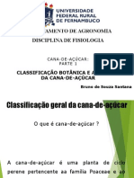 Cana-De-Açúcar CLASSIFICAÇÃO BOTÂNICA E ANATOMIA DA CANA-DE-AÇÚCAR