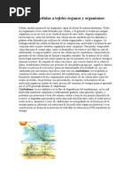 Metabolismo guia almunos