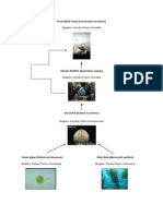 Food Web