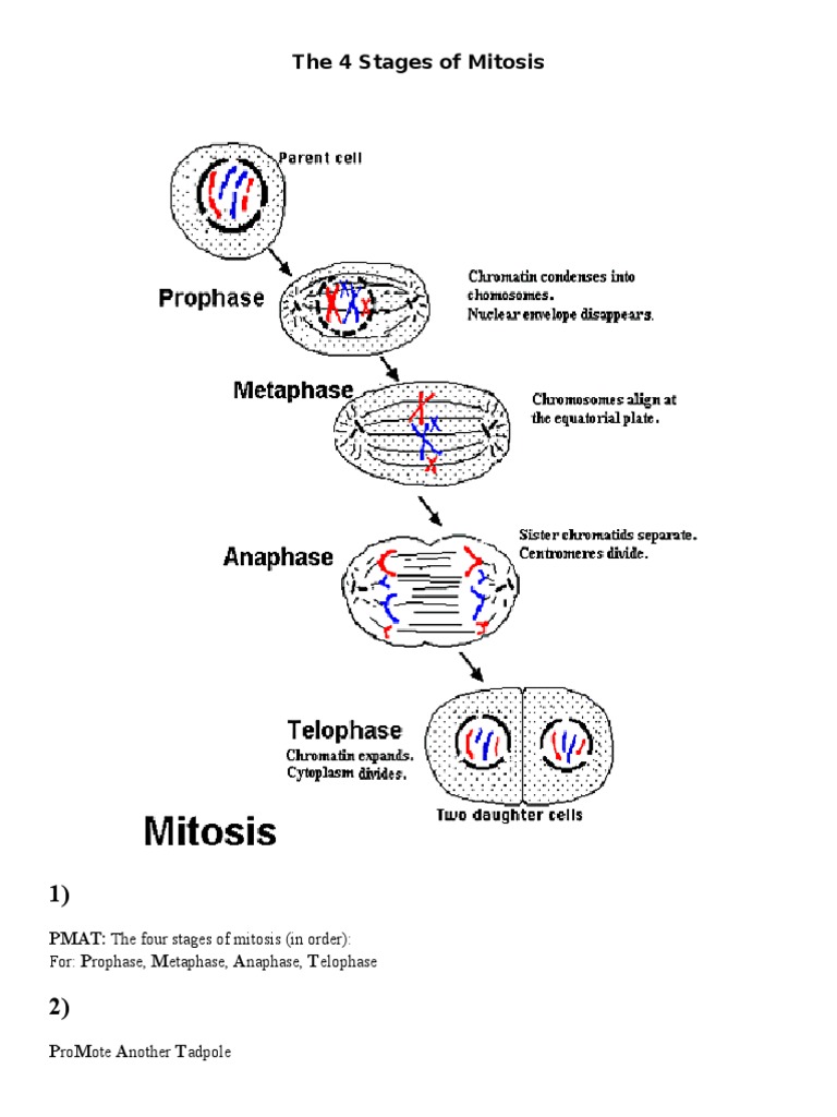 The 4 Stages of Mitosis PDF