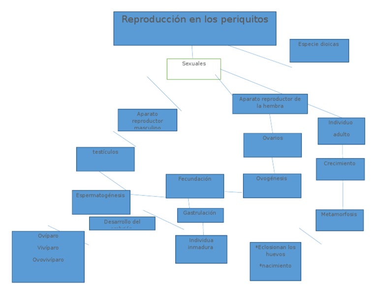 Mapa Conceptual de Reproduccion