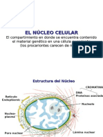 Nucleo - Ciclo Celular - Control Ciclo