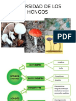 Ciclos de vida y reproducción de hongos