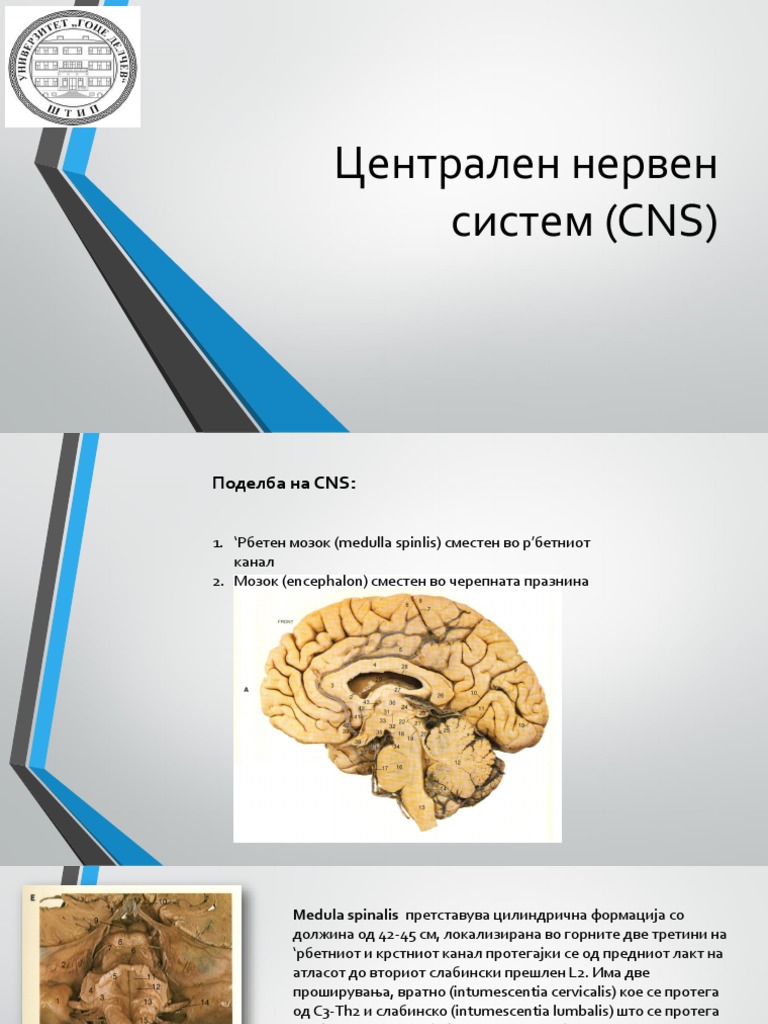 Central Nervous System | PDF