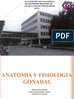Anatomia y Fisiologia Gonadal