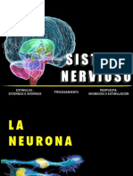 Sistema Nervioso B