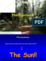 Photosynthesis 5