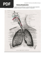 Sistema Respiratorio Anatomia