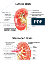 Fisiologia Renal