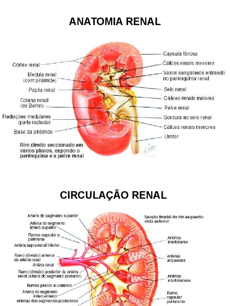 Anatomia e Fisiologia Renal Uma Abordagem Sistêmica dos Processos de Filtração, Reabsorção e