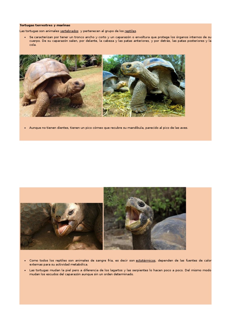 Aprendemos de Tortugas | PDF | Tortuga | Tortuga marina